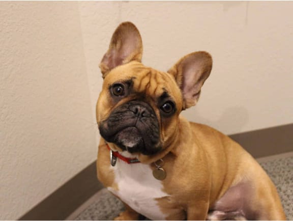 Frank
